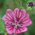 Wilde Malve